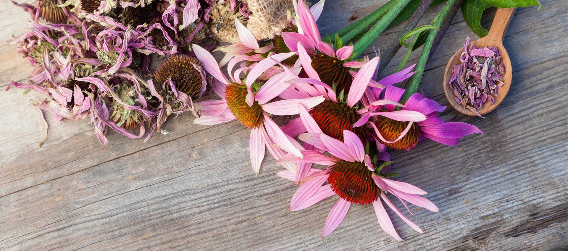 Echinacea